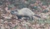 muscrat maybe B8D02.JPG