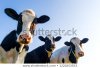 holstein-cows-pasture-copy-space-450w-1220253553[1].jpg