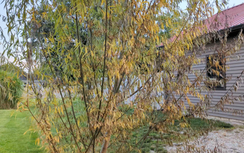 willow damage.png willow damage.png