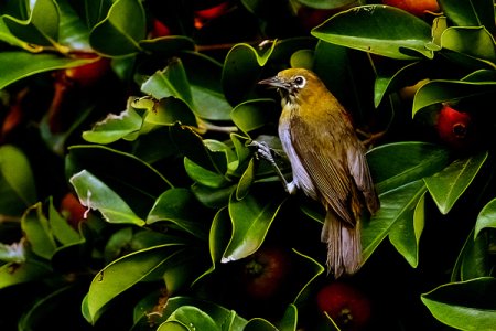 White-Eyes-WEB-600.jpg