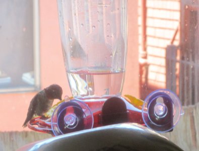 HB window feeder 1.jpg