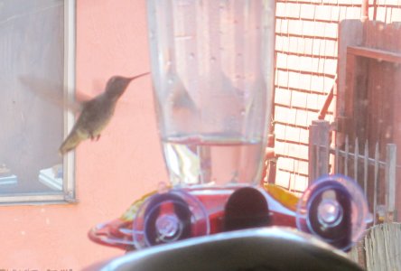 HB window feeder 2.jpg