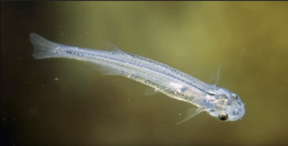 candiru.png