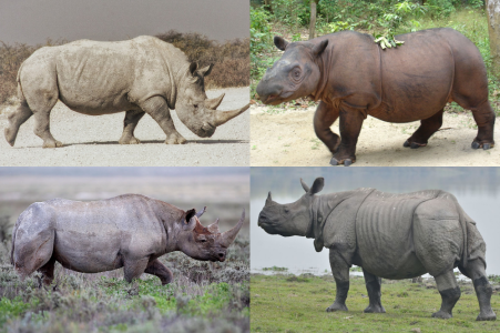 Rhino_collage.png