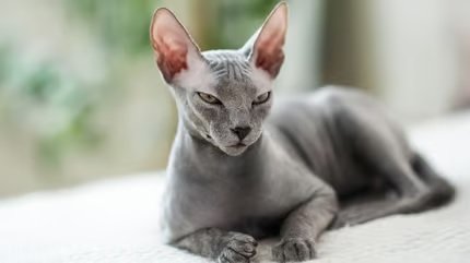 DonSphynx2.jpg