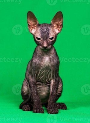 DonSphynx1.jpg