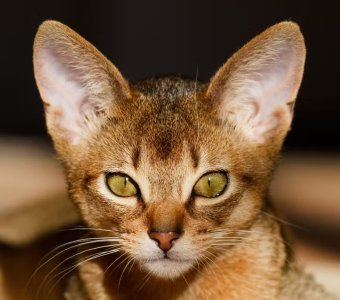 DonSphynx5.jpg