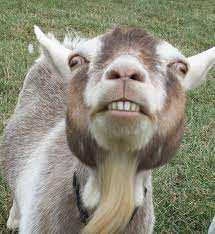 Crazy Goat Small.jpg