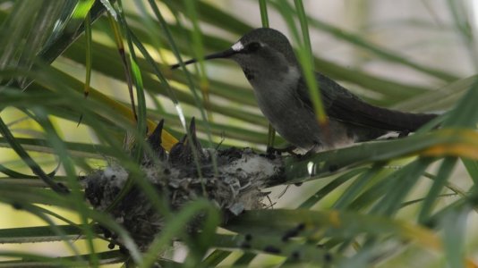 hummingbirds0.jpg