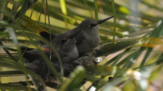 hummingbirds1.jpg