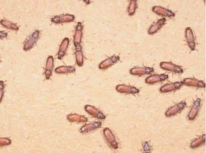 Bugs in flour.jpg