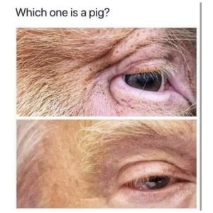 pig.jpg