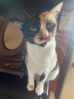 Grumpycat.jpg