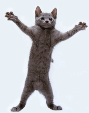 Funny animations Cat Dance gif.gif