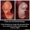embryo.jpg