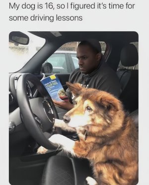 driving dog.jpg