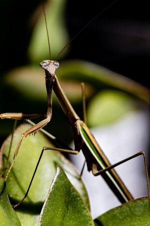 Mantis-3.jpg