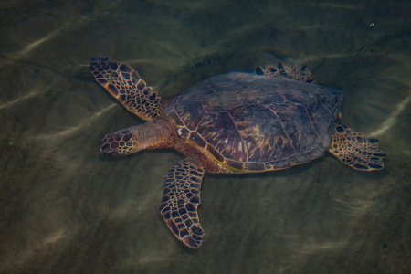 Turtle@Ramp-WEB.jpg