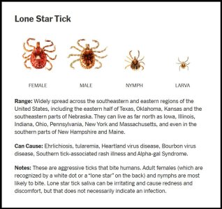 Lone Star Tick.jpg