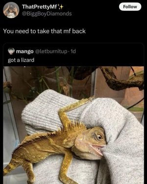 lizard.jpg