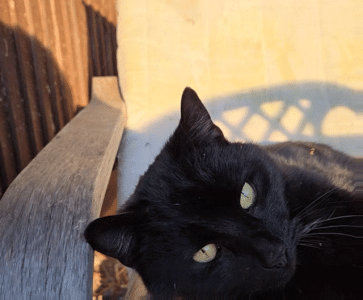 1000038365.gif