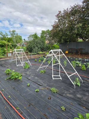 cucumber trellis.jpg cucumber trellis.jpg