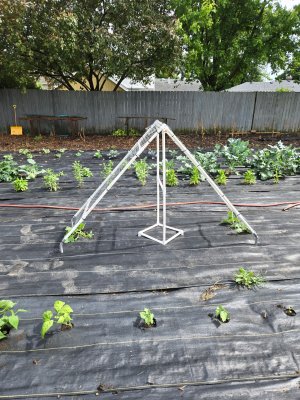 cucumber trellis 1.jpg cucumber trellis 1.jpg