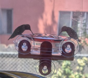 Window feeder 2 birds.jpg