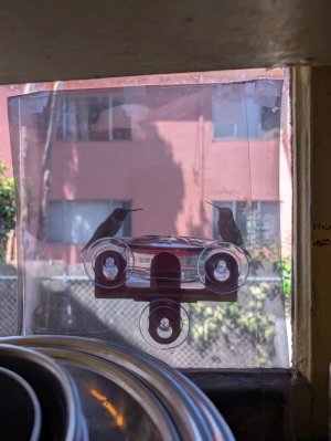 Hummingbirds at Window Feeder 6-23-25.jpg