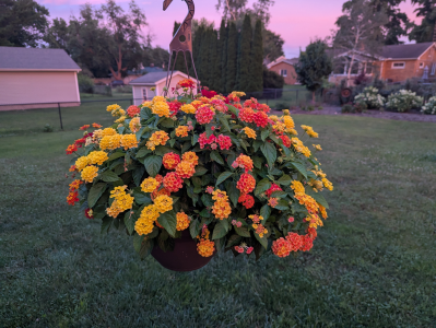 lantana basket.png