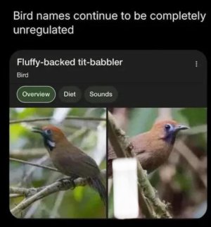 bird names.jpg