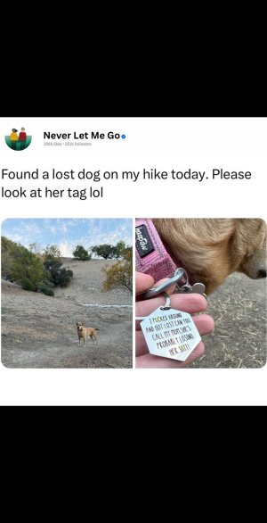 lost dog.jpg