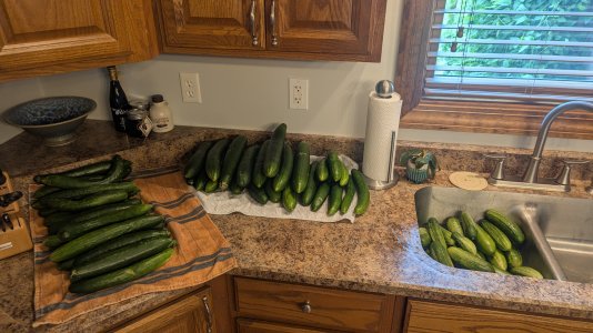 cucumber harvest.jpg