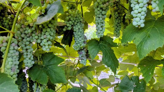 grape vine.jpg