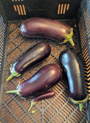 eggplant.jpg