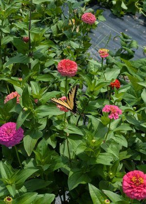 yellow swallowtail.jpg