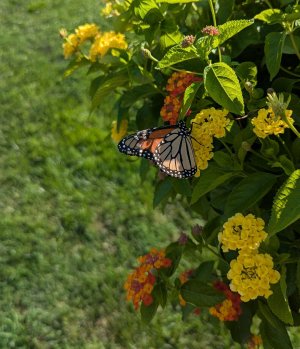 monarch.jpg