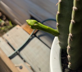 cactus bloom.jpg