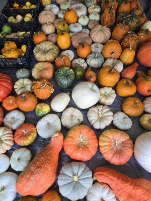pumpkin2.jpg