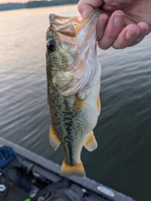 bass.jpg
