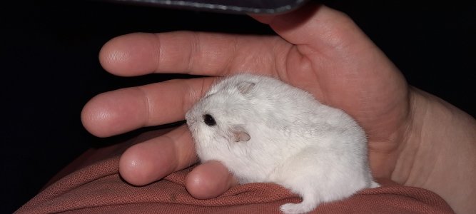 Piëzo.jpg Piëzo.jpg
