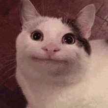 beluga-cat-meme.gif
