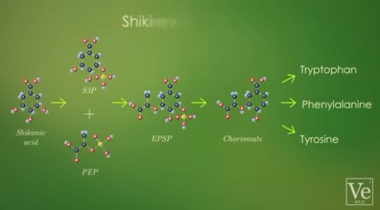 shikimate_pathway.jpg