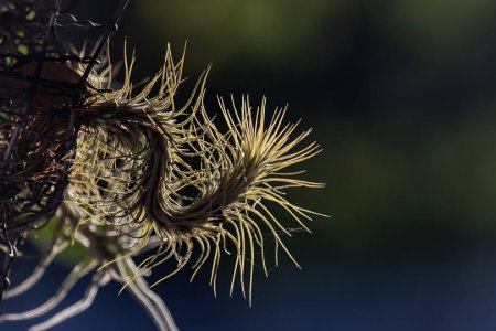 air plant.jpg