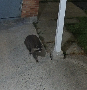 Screenshot from 2025-09-13 10-59-18.png