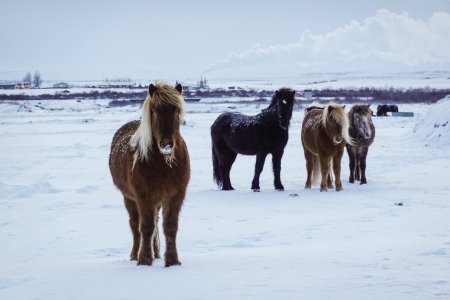 NYE 24-25 Iceland -31.jpg NYE 24-25 Iceland -31.jpg