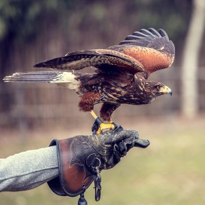 falconry.jpeg