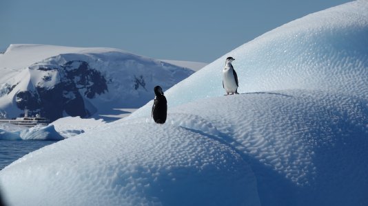 Chinstrap On Ice.JPG
