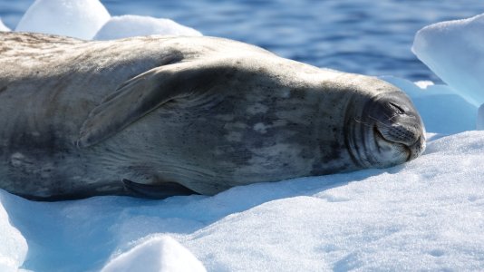 Weddel Seal.JPG