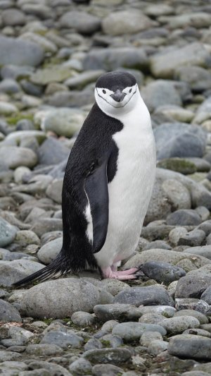 Yankee Harbor Chinstrap.JPG